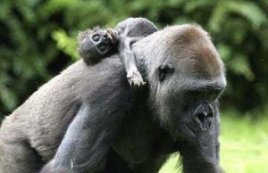 mum-gorilla-grief-over-her-dead-baby-01-300x194